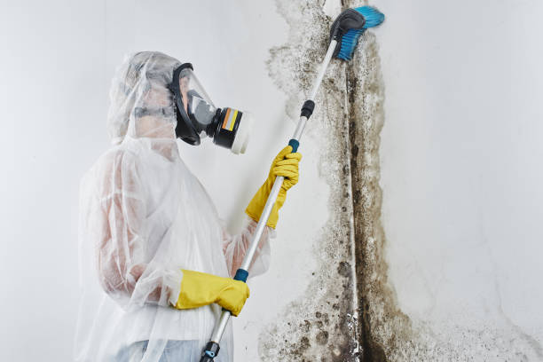 Best Insurance-Related Mold Remediation in Sparta, MI